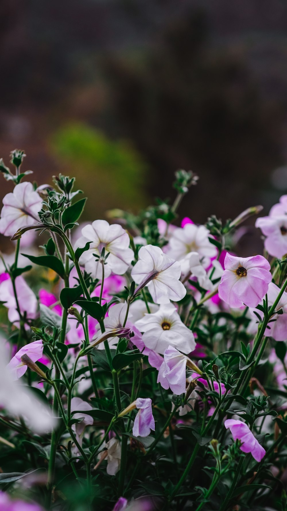 white and purple flowers in tilt shift lens