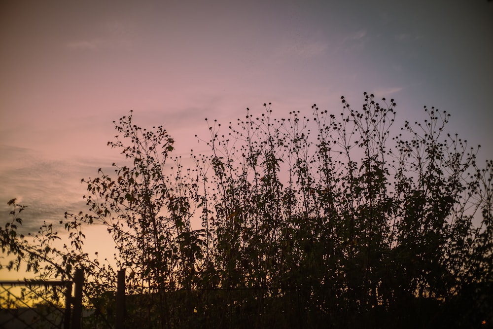 silhouette of trees during sunset