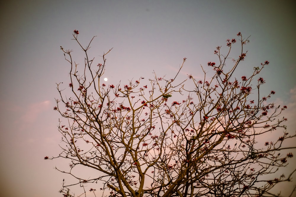 red flowers on brown tree branch during daytime