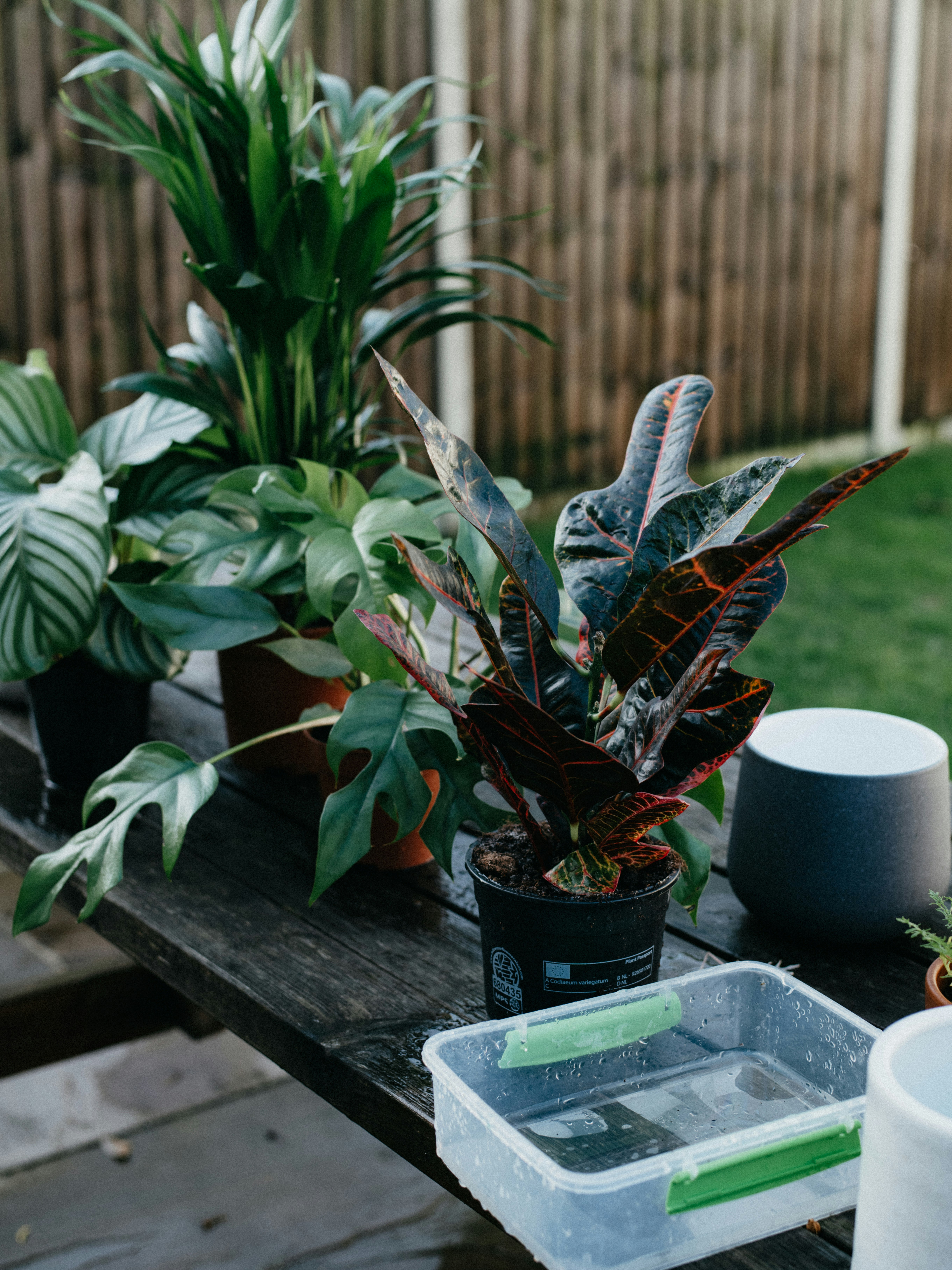 green plant on black pot