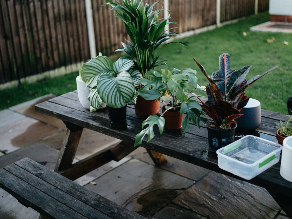 pianta in vaso verde su tavolo di legno marrone