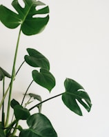 green leaves on white background