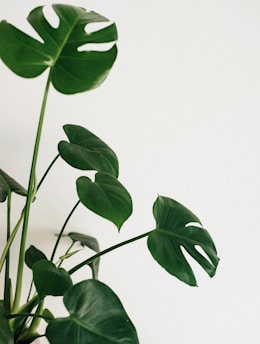 green leaves on white background