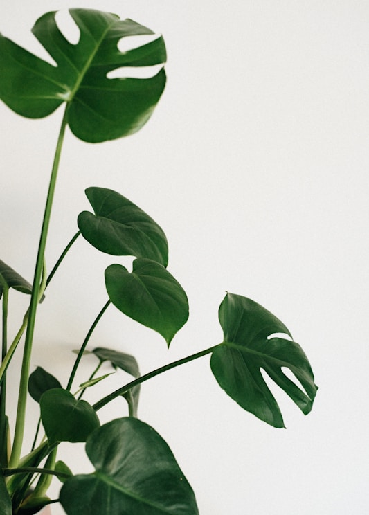 green leaves on white background