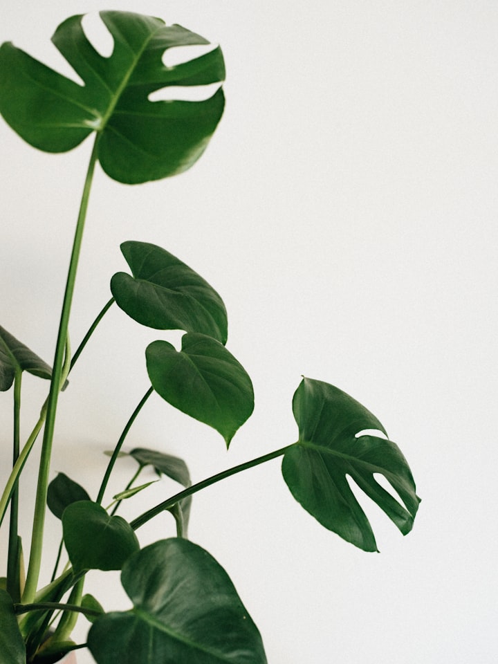 How to Repot Your Houseplants: A Step-by-Step Guide
