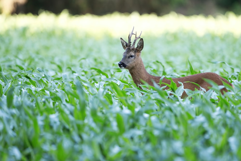 brown deer on green grass field during daytime