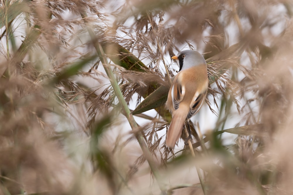 brown and black bird on tree branch