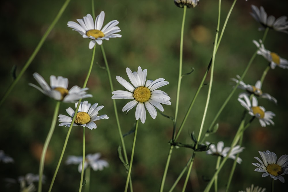 white daisy flowers in bloom during daytime