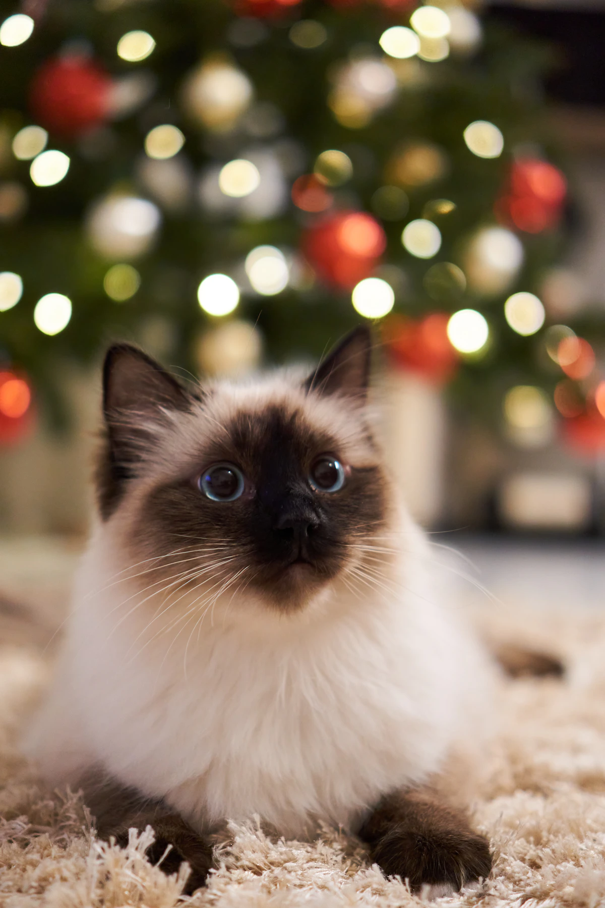 Birman cat portrait