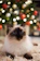 white and black cat on brown wooden table