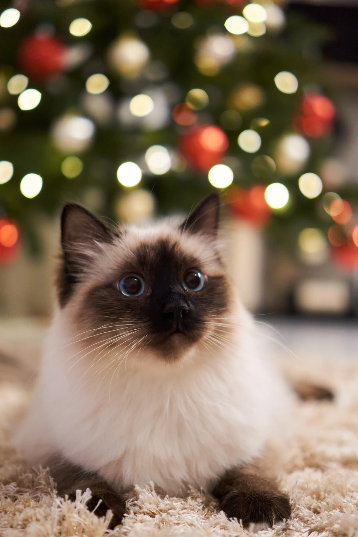 Birman cat