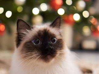 white and black cat on brown wooden table