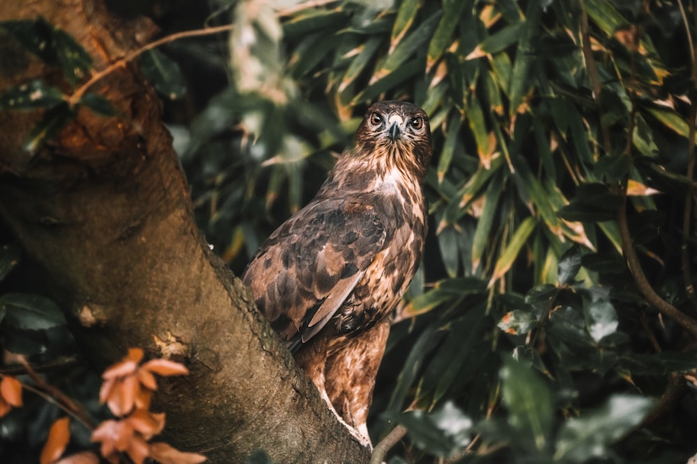 brown and black owl on tree branch during daytime