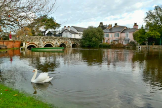 white swan on river near houses during daytime