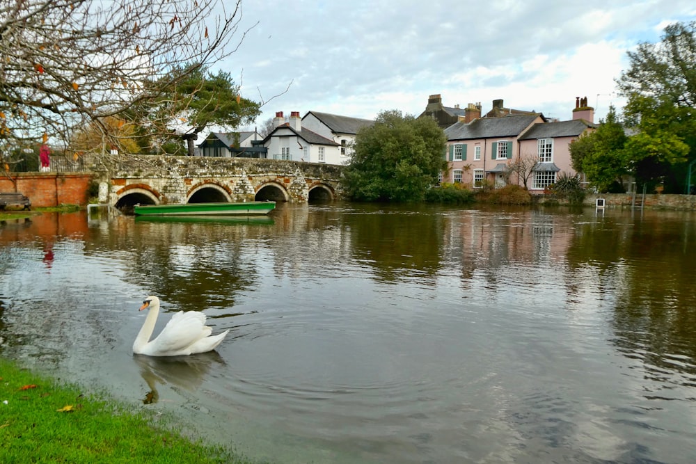 Weißer Schwan tagsüber auf dem Fluss in der Nähe von Häusern