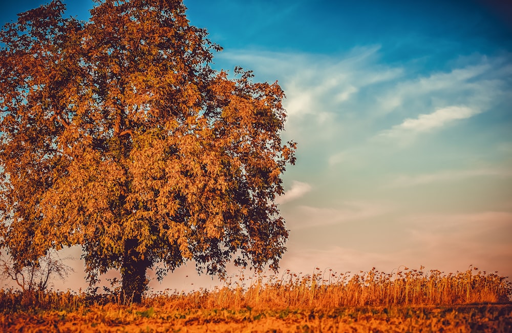 alberi a foglia marrone sotto il cielo blu durante il giorno