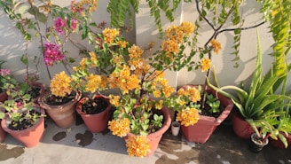 Several potted plants are arranged along a concrete floor against a cream-colored wall. The centerpiece is a large plant with abundant clusters of vibrant orange flowers surrounded by green leaves. Other pots contain plants with pink flowers and leafy plants, including a noticeable aloe vera.