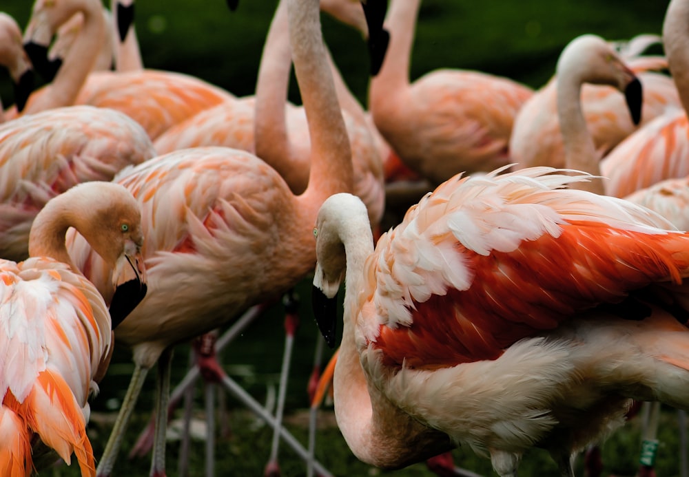 flock of flamingos on green grass field during daytime