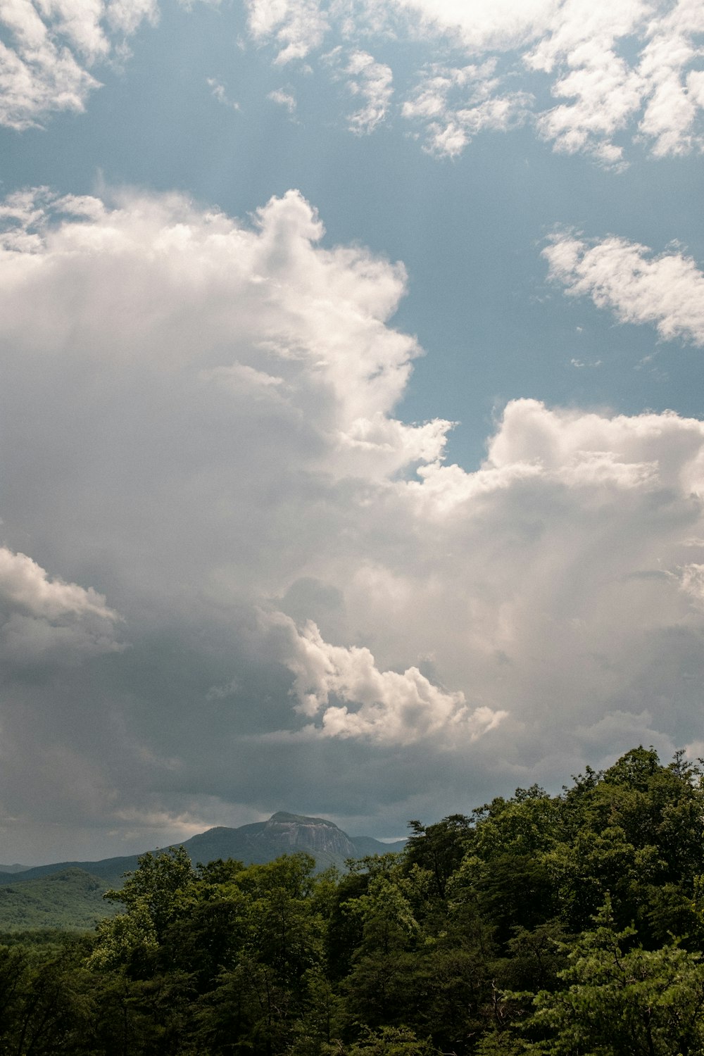 green trees under white clouds during daytime