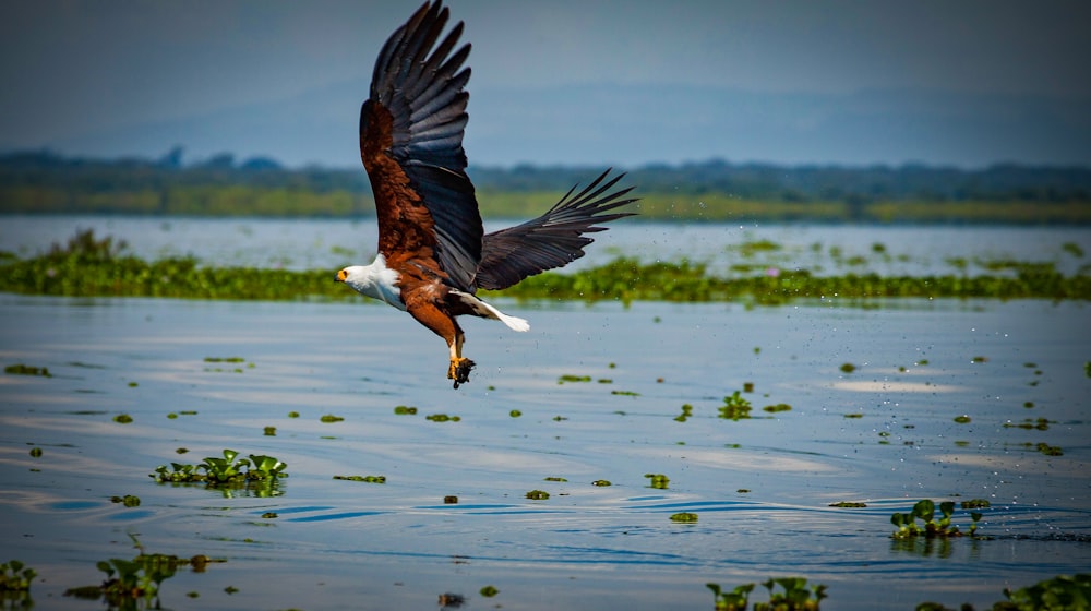 black and white bird flying over the water