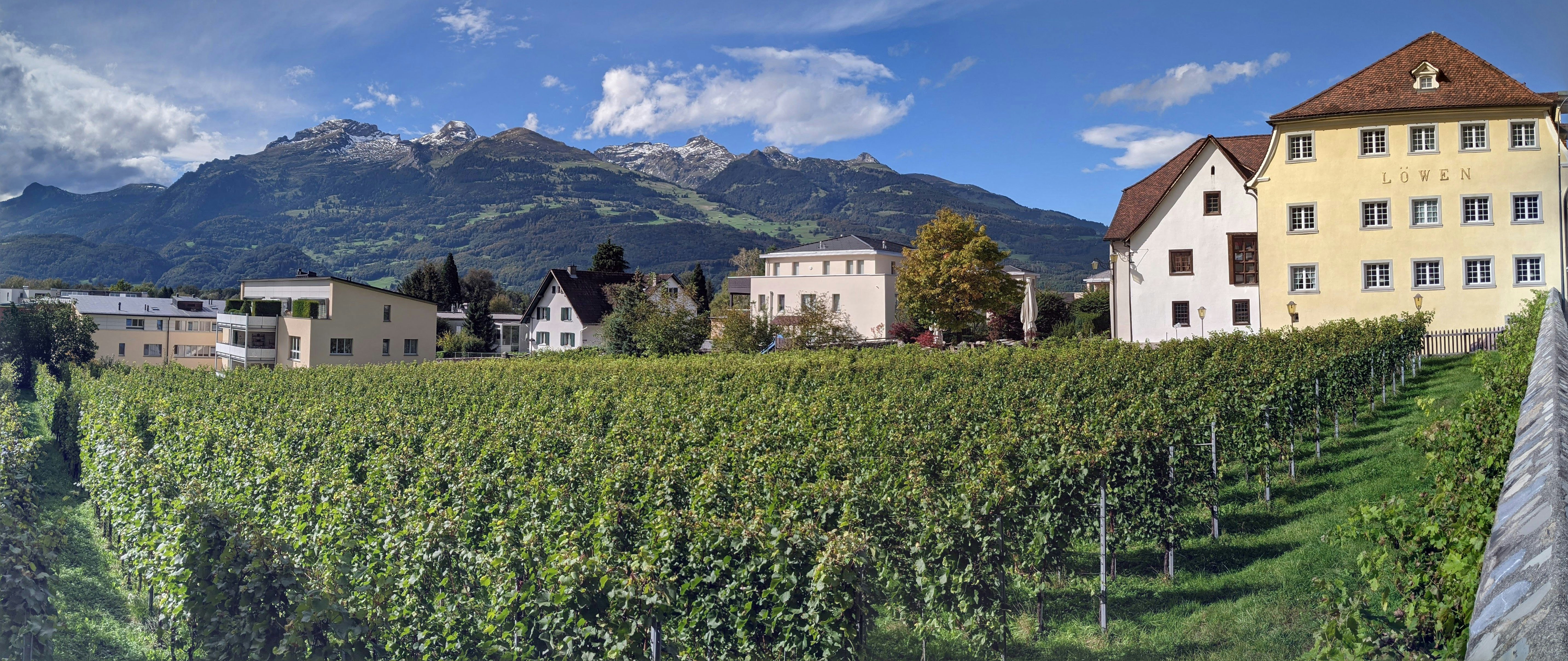 Mardin Süryani Şarapları