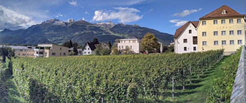 A picturesque vineyard stretches across the foreground, lush with rows of green grapevines. In the background, charming houses with traditional architecture can be seen. Beyond the houses, a range of majestic mountains rises, partially covered in snow, under a sky spotted with clouds.
