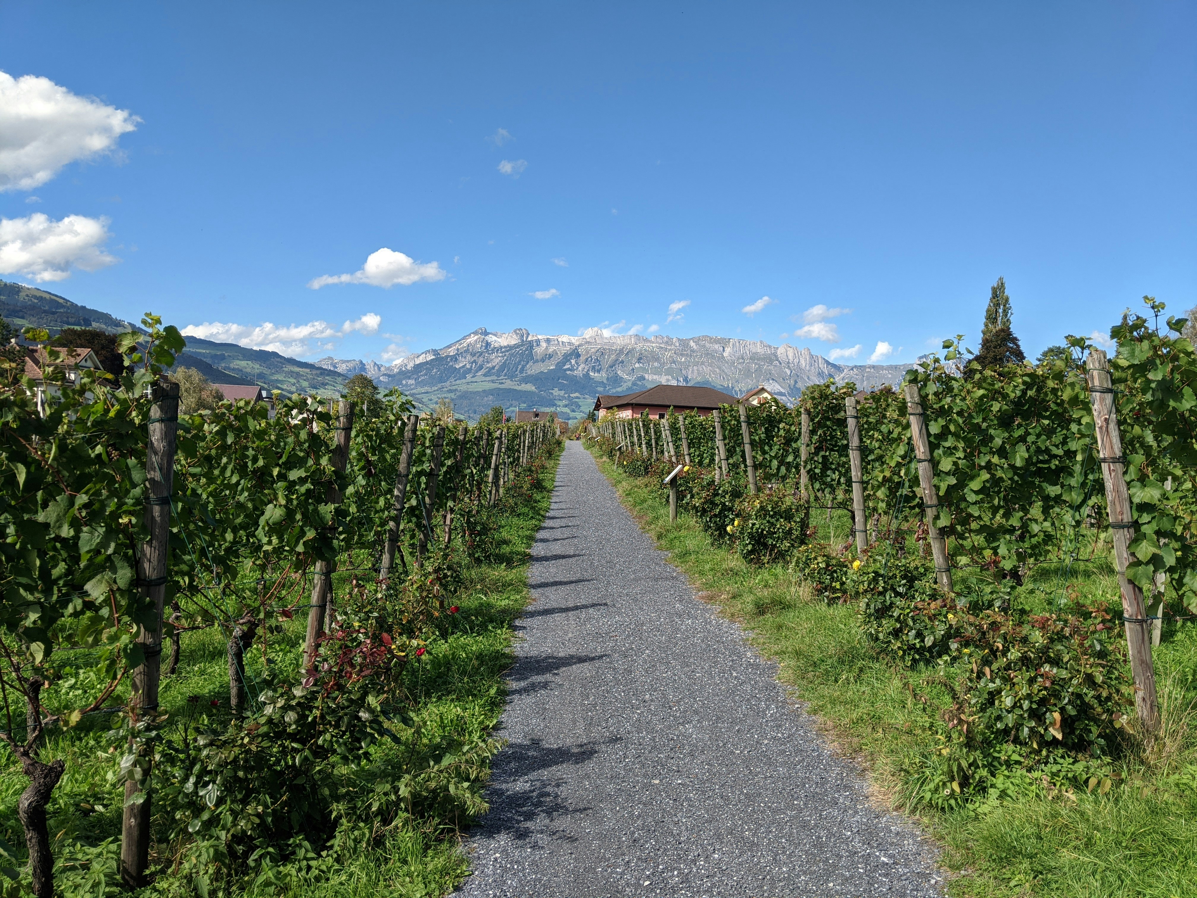green trees and plants near mountain under blue sky during daytime, Mountains seen from the vineyard (Vaduz, Liechtenstein), late summer.