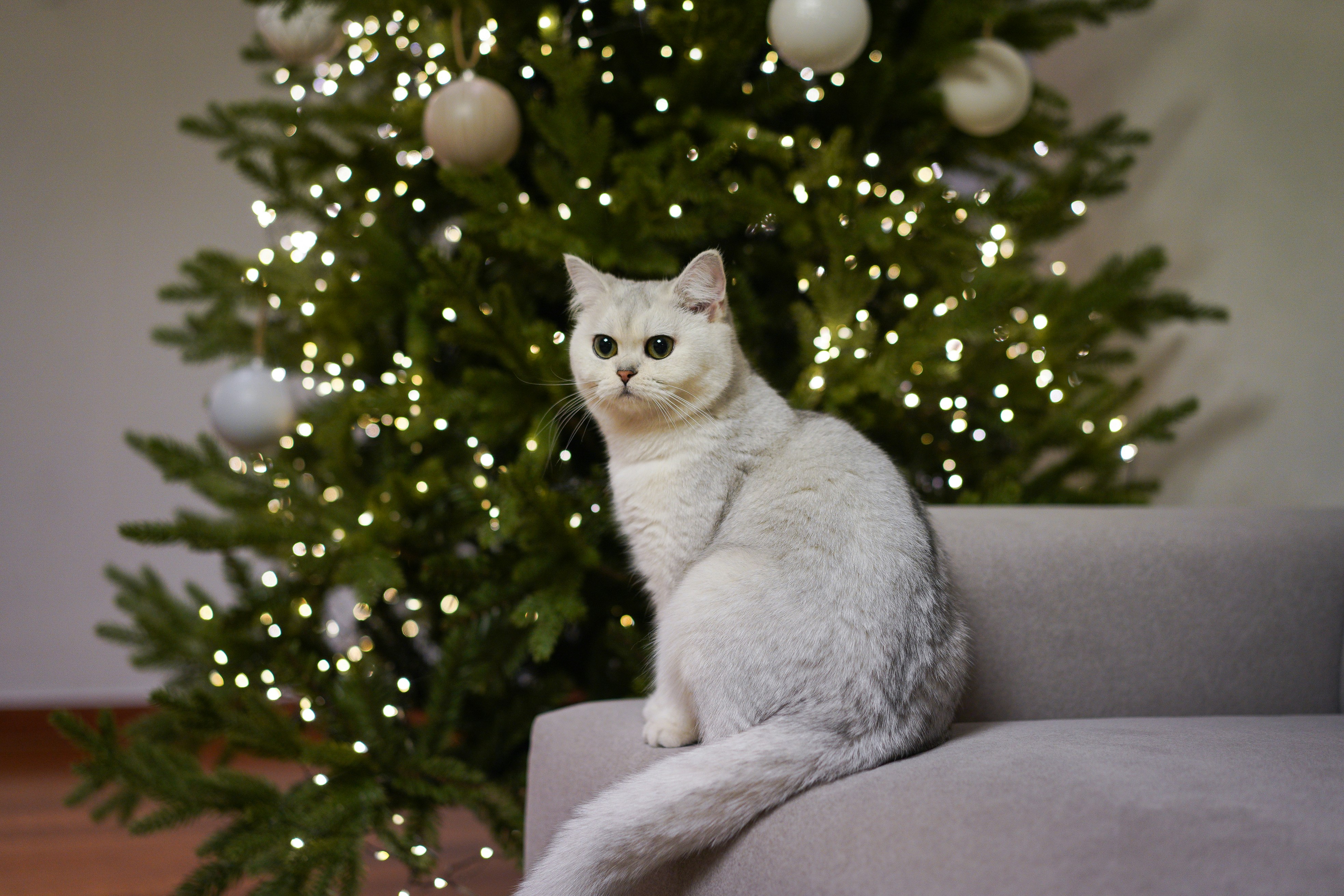 white cat on gray sofa chair