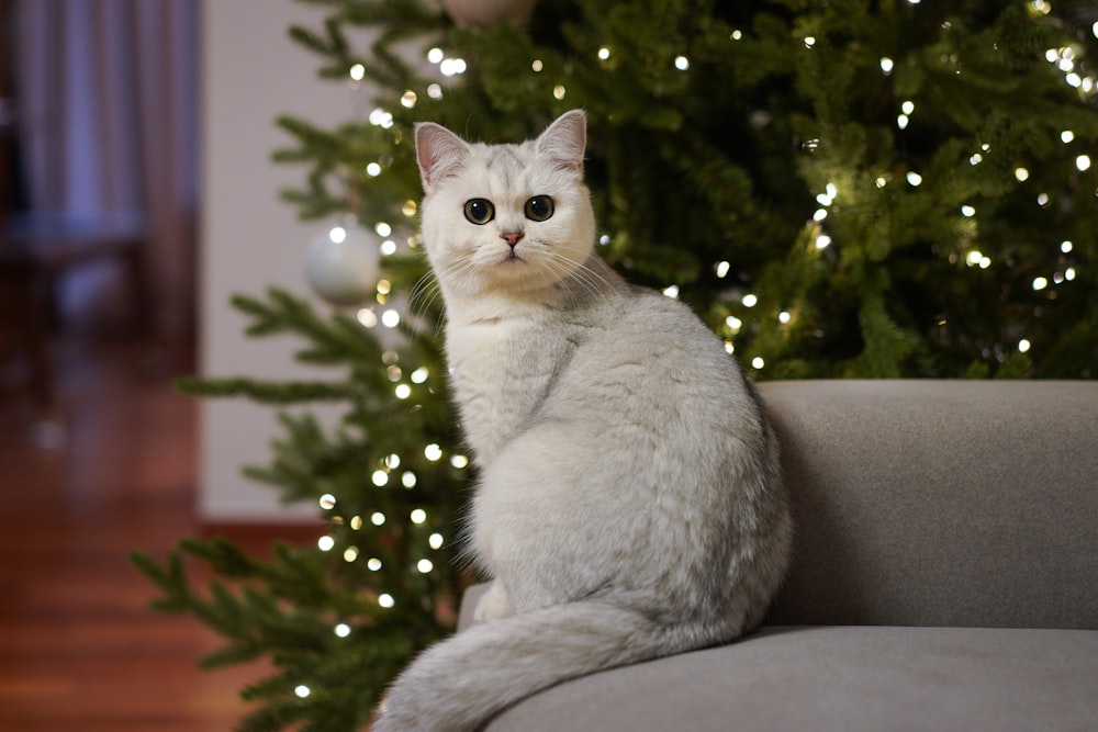 weiße Katze sitzt auf grauem Sofasessel neben grünem Weihnachtsbaum mit Lichterketten