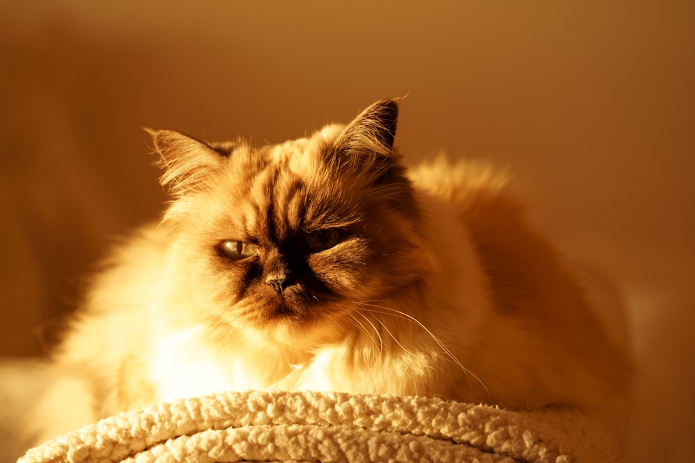 brown and white long fur cat