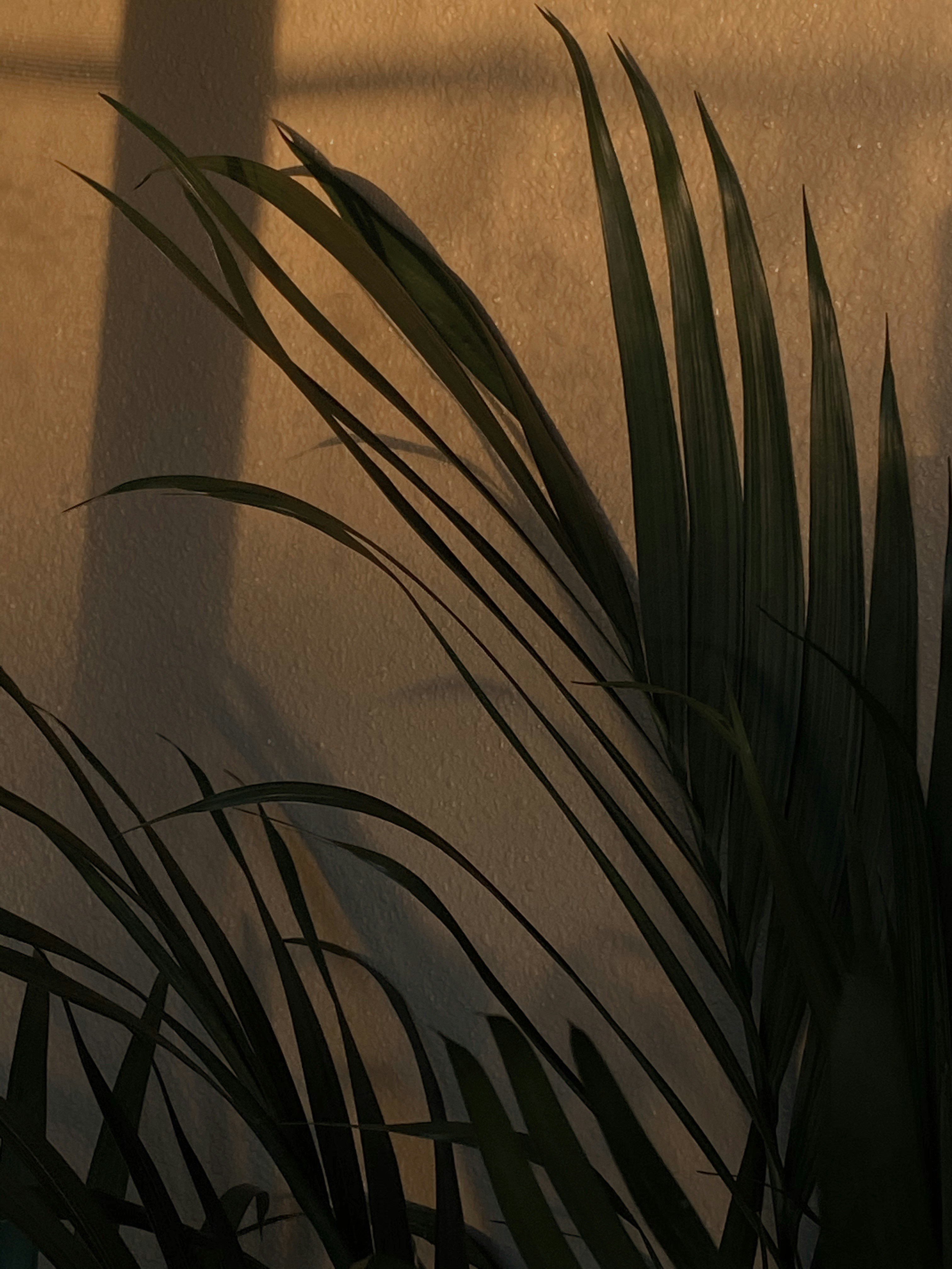 Photo by optimistichouseplants