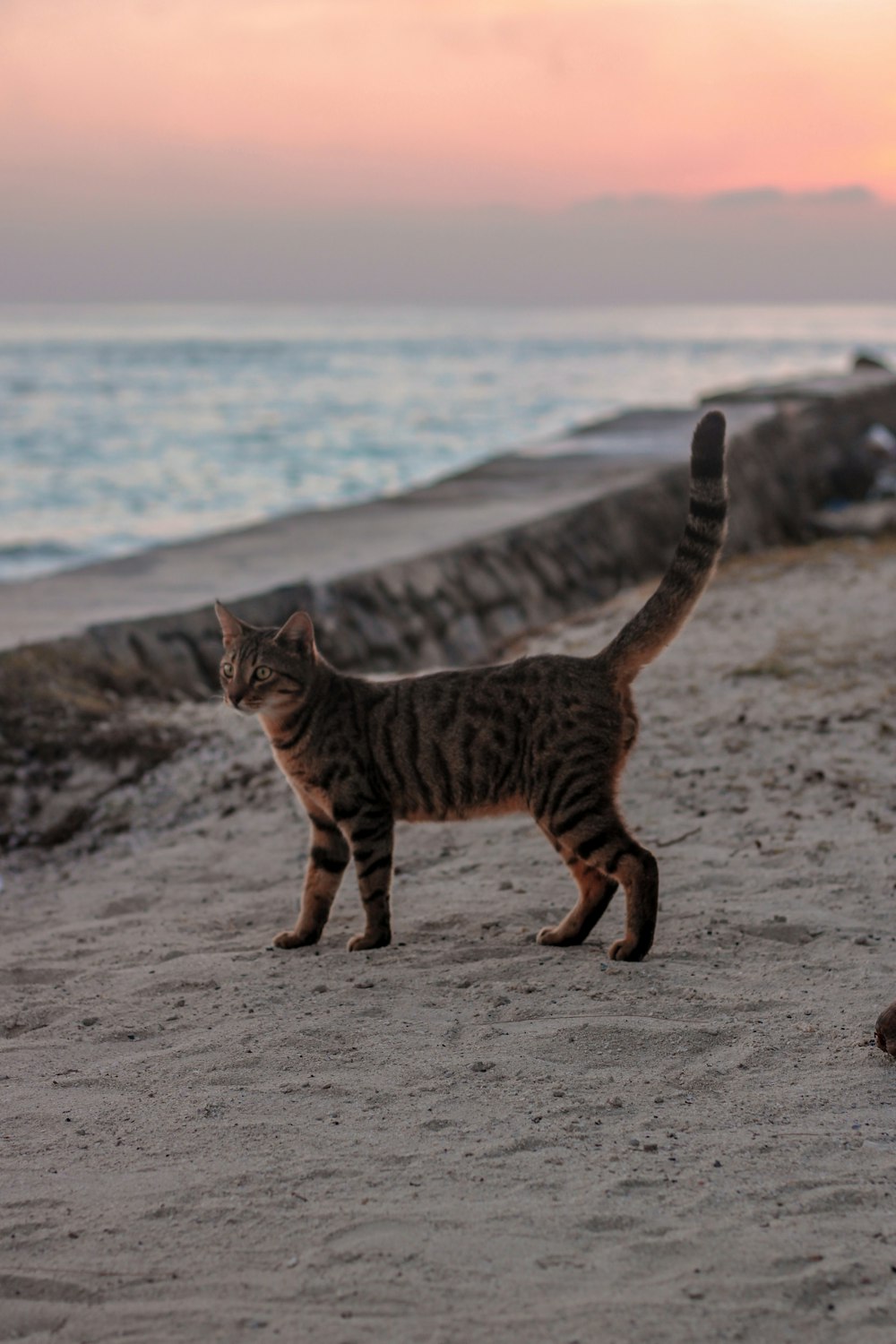 Braune Tabby-Katze tagsüber am Strand spazieren