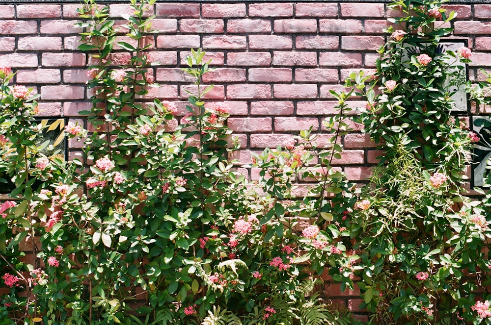 red and white flowers beside brown brick wall