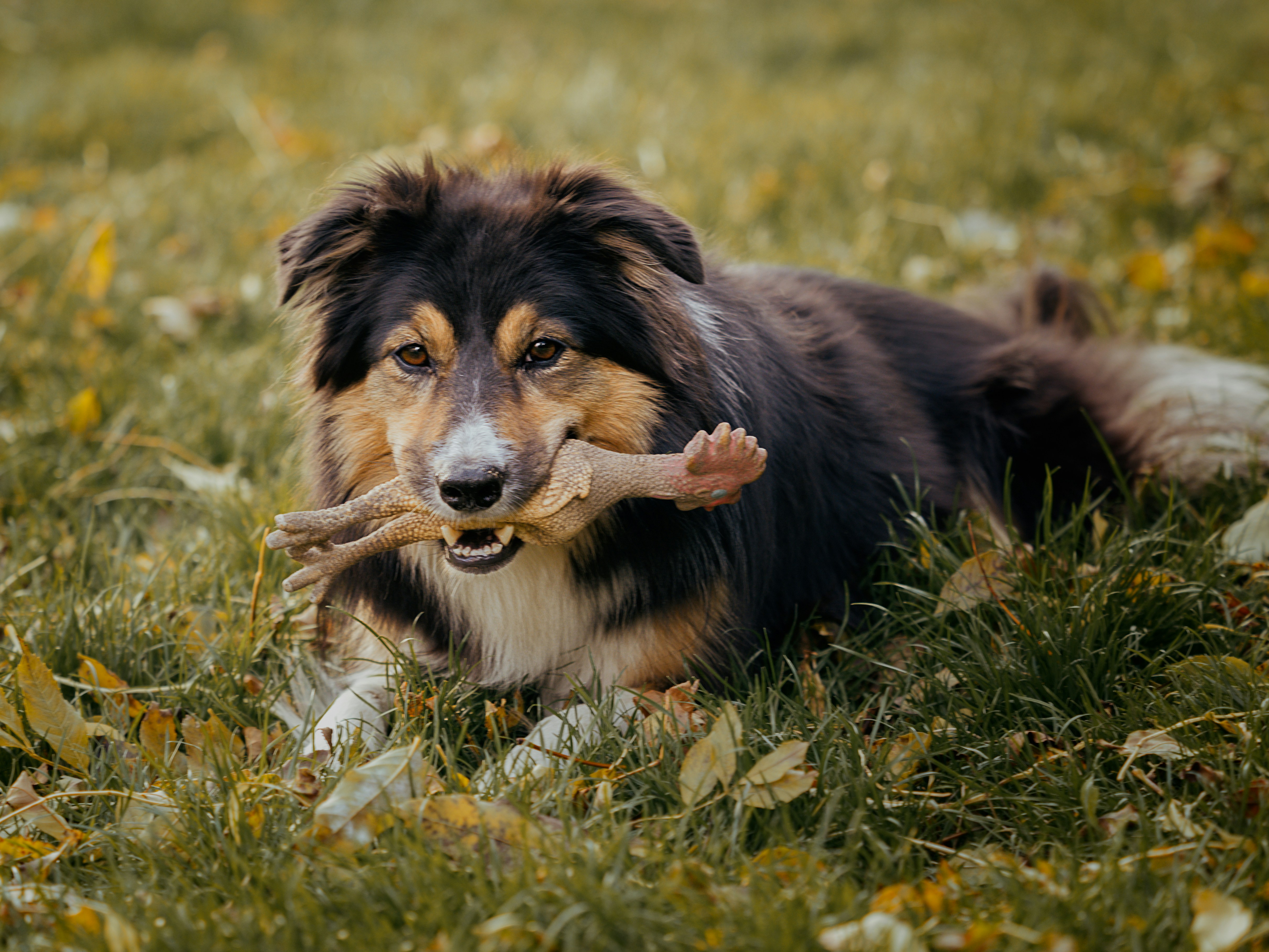 Happy dog chewing a bone safely