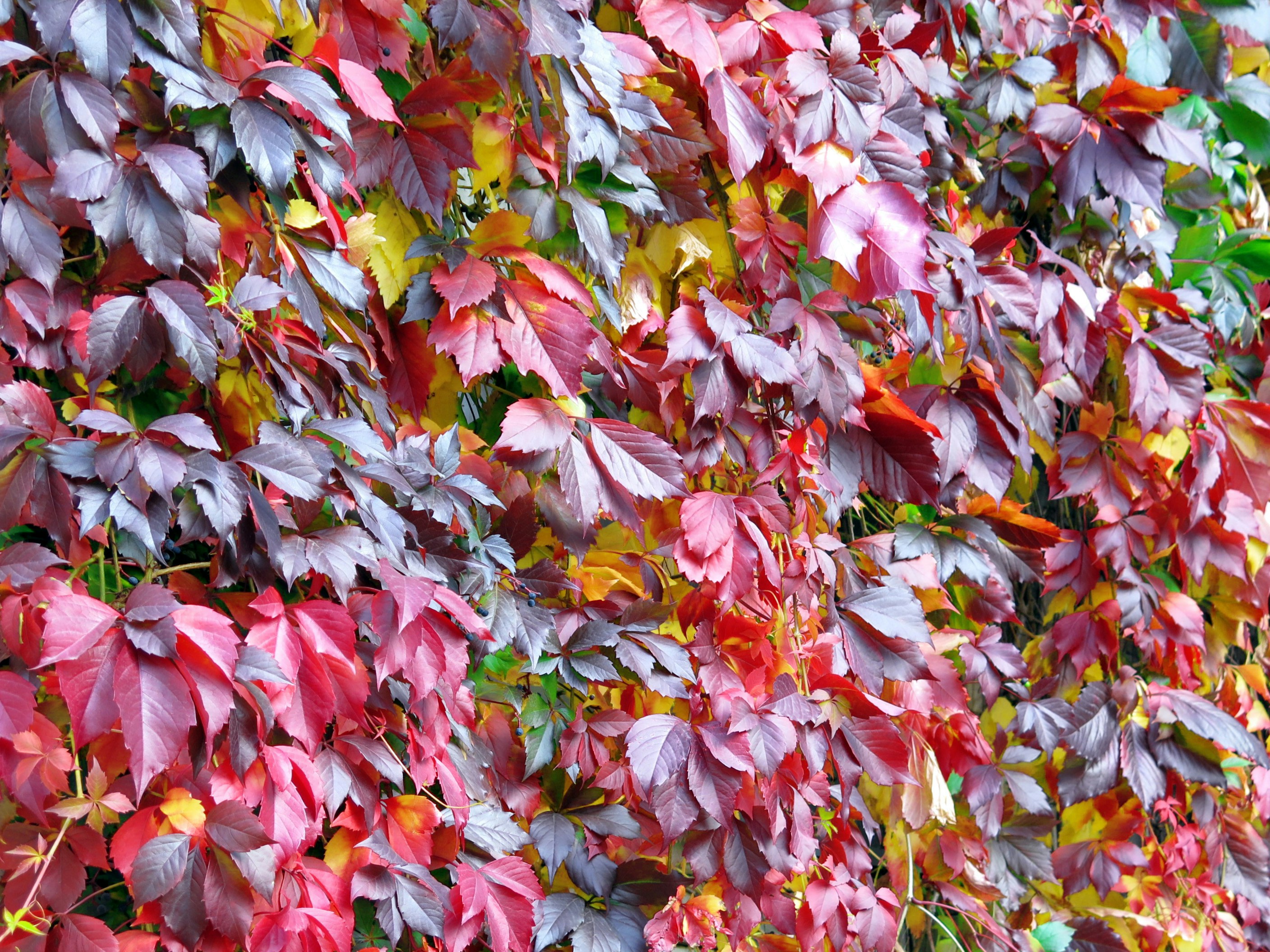 Photo by skosyreva_inna