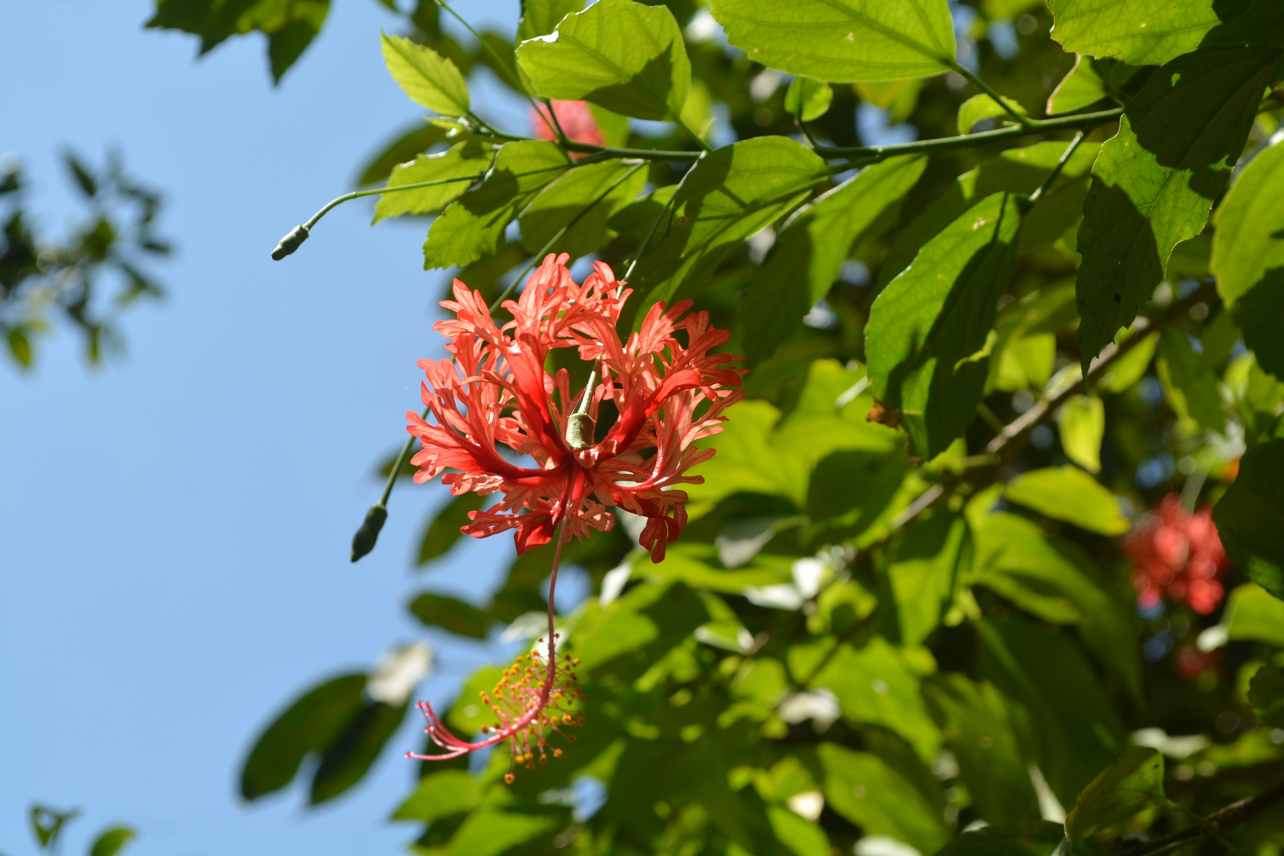 Photo by rayssasiqueiira