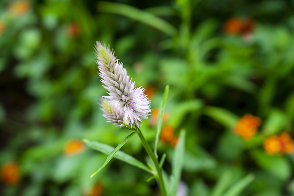 white flower in tilt shift lens