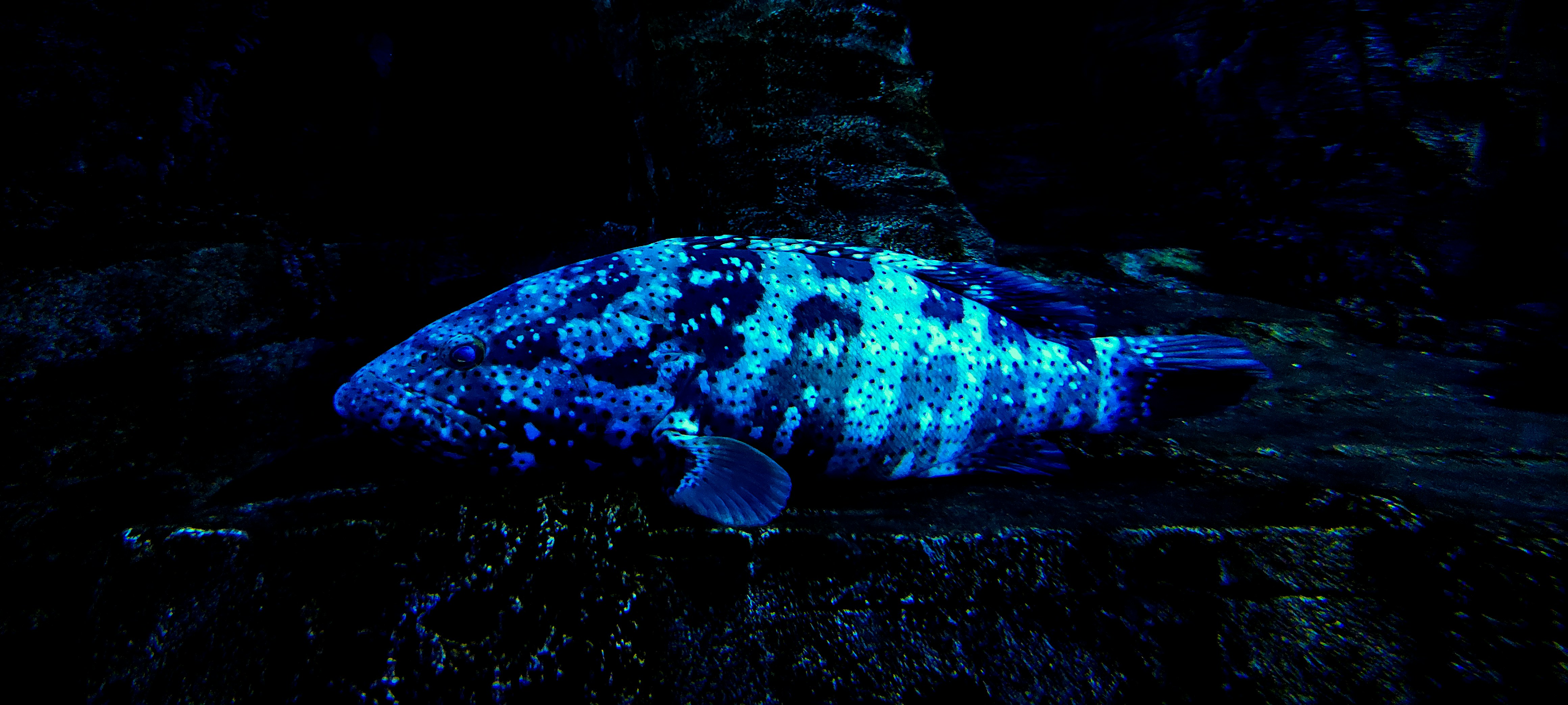 ikan biru dan putih di dalam air