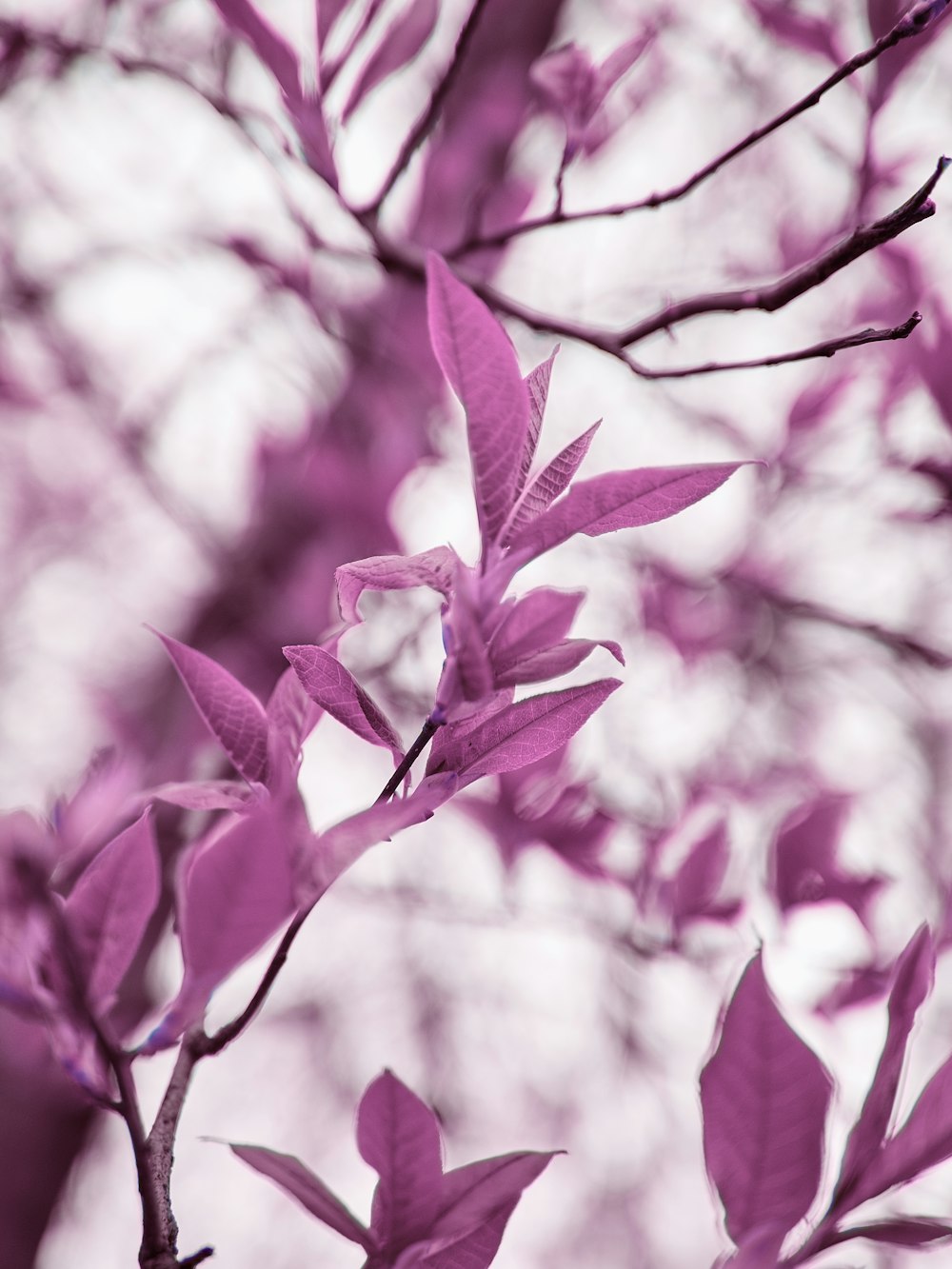 red leaves in tilt shift lens