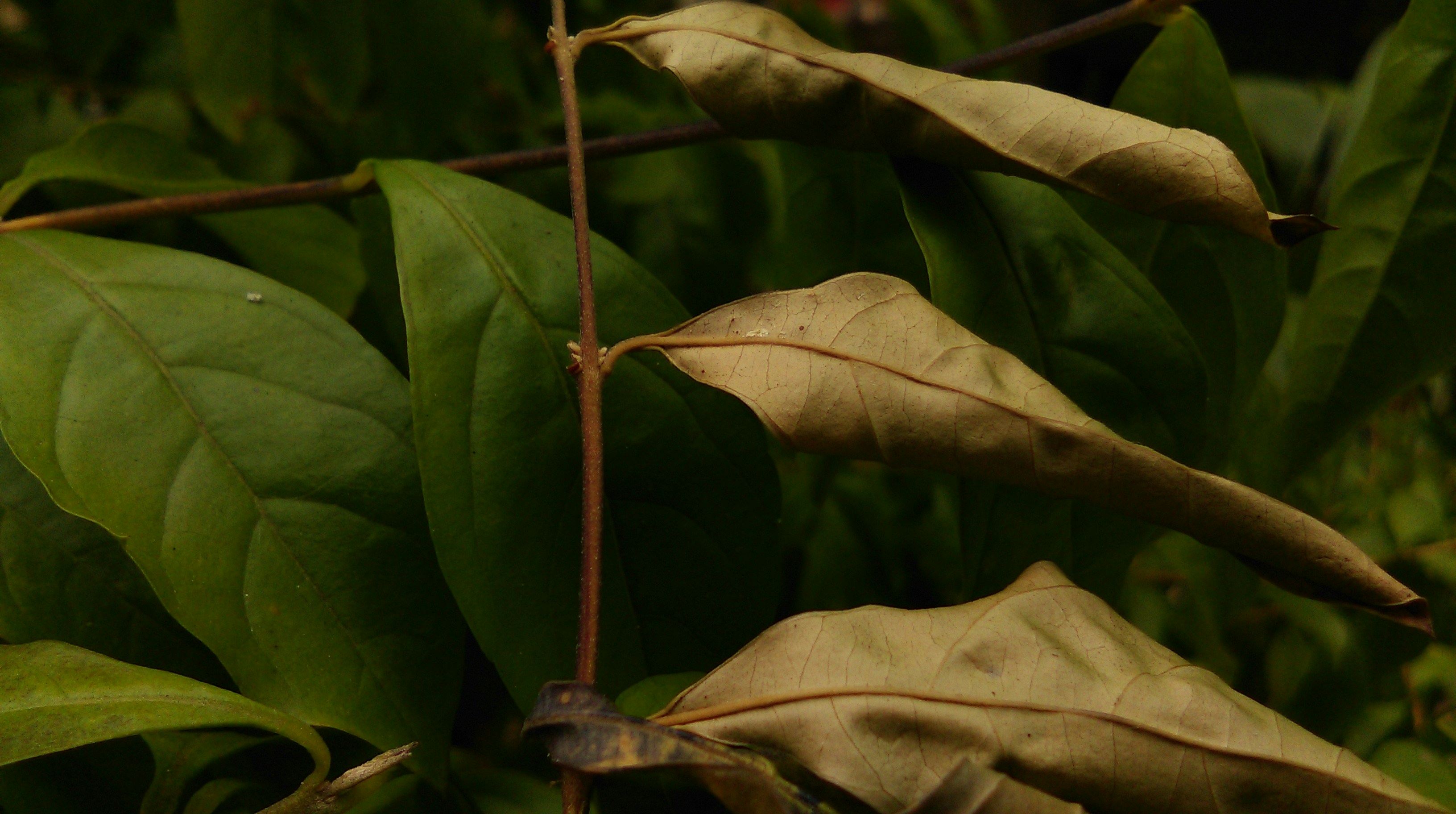 Green and dry leaves