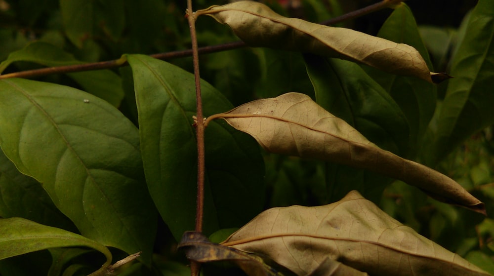 feuilles vertes sur sol brun