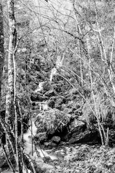 A black and white photograph captures a serene forest scene with a small waterfall flowing over rocks surrounded by trees. The bare branches create a web-like pattern against the soft, flowing water, adding a sense of tranquility and movement to the landscape.