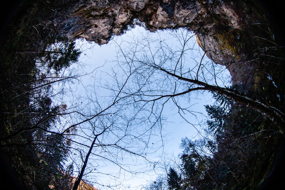 low angle photography of brown tree during daytime