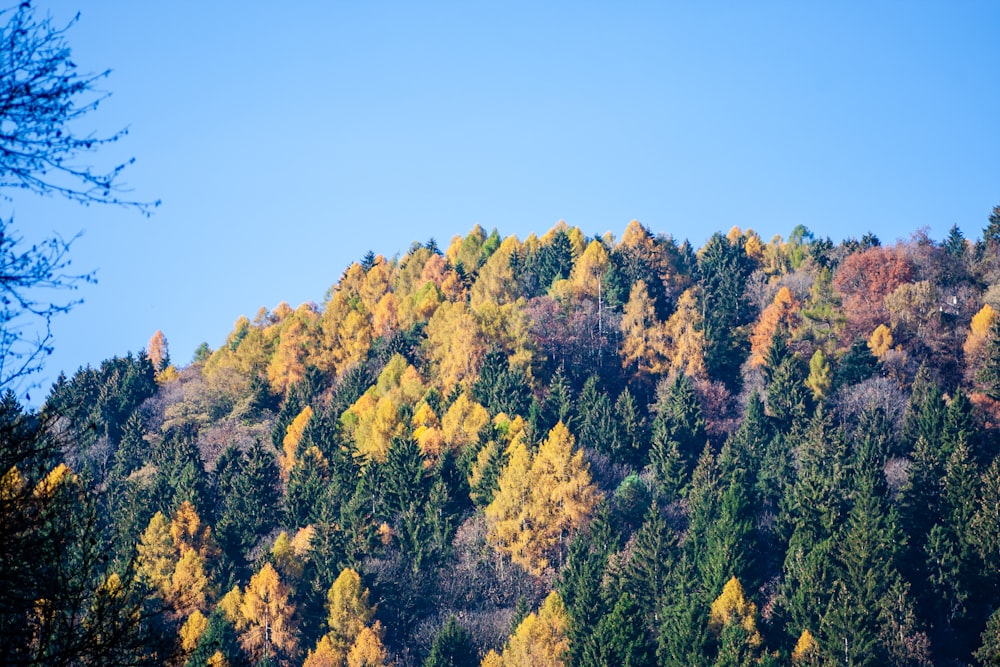 green and yellow trees under blue sky during daytime