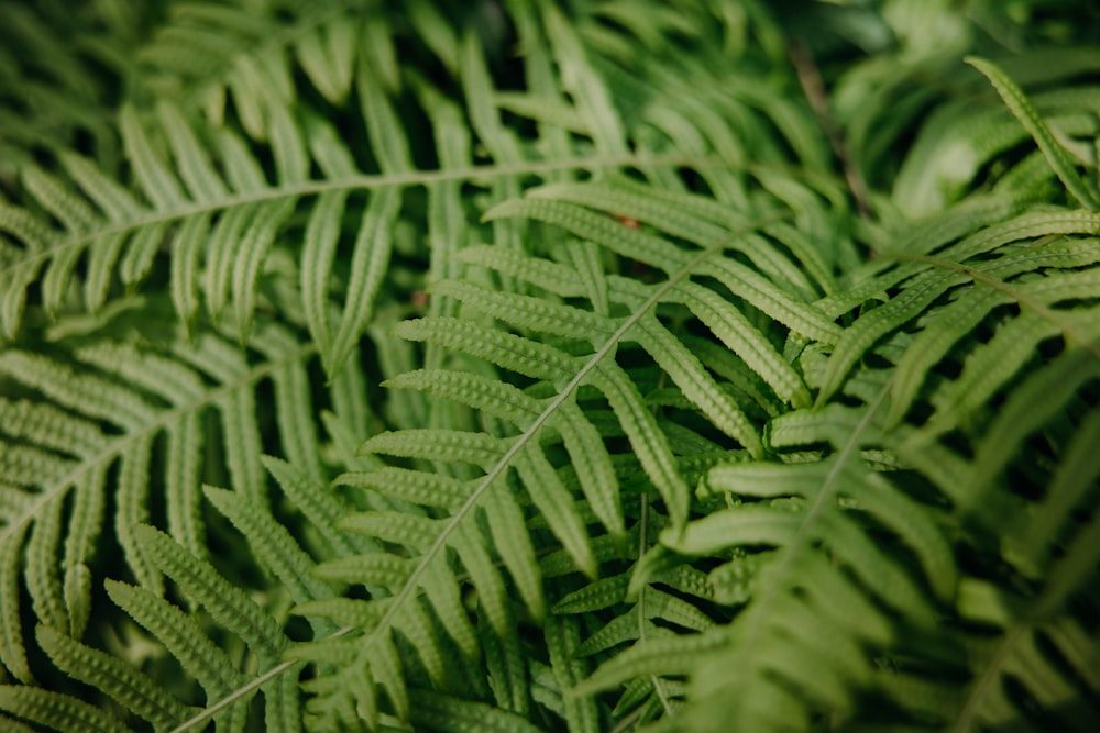 green fern plant in close up photography