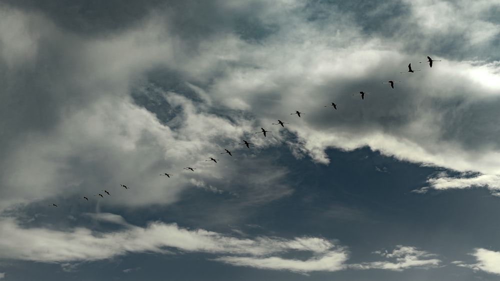 birds flying under blue sky during daytime