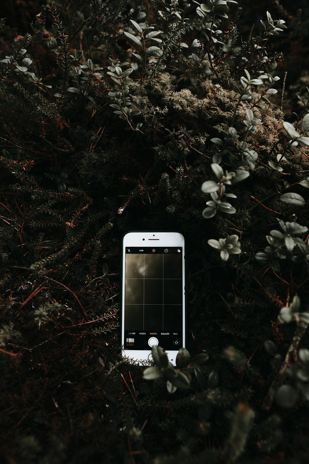 white iphone 5 on brown leaves