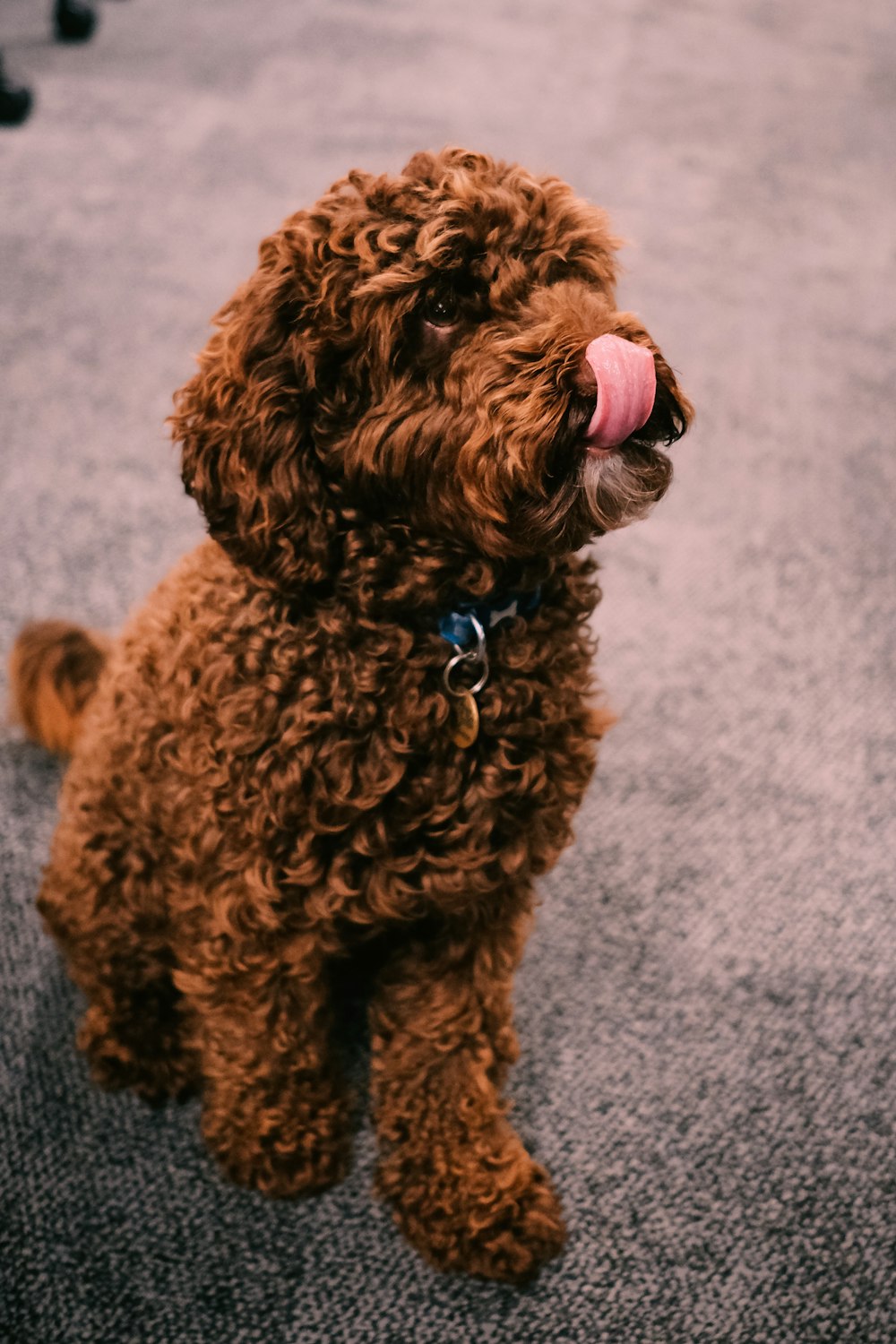 brown poodle on gray concrete floor