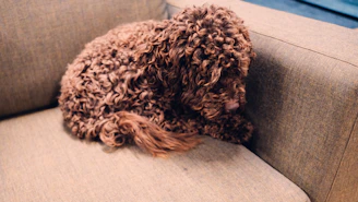 Small brown curly-haired dog resting on a sofa