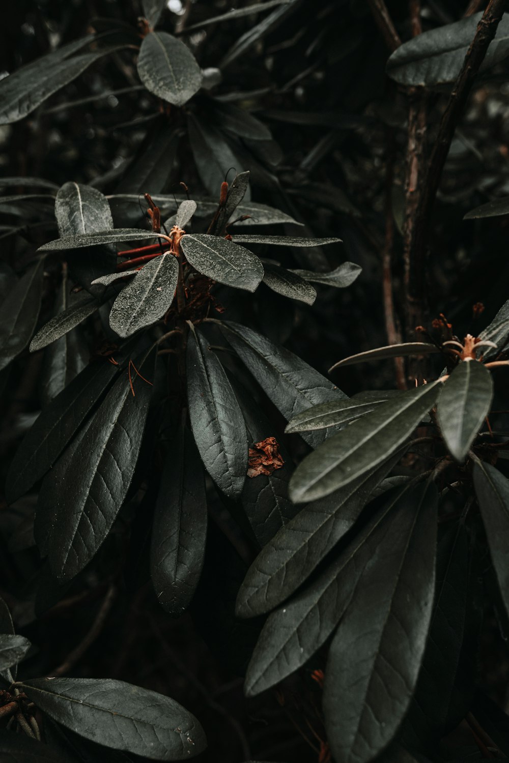 green leaves with water droplets